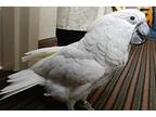 Charlie, Cockatoo For Adoption In Elizabeth, Colorado