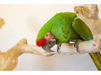 Mocha Aka Harriet, Macaw For Adoption In Elizabeth, Colorado