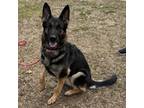 Adopt Meet COOKIE - Beautiful 4 yr old Female German Shep.- Courtesy Posting a