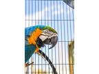 Kyaro, Macaw For Adoption In Elizabeth, Colorado