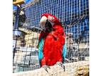 Chopper, Macaw For Adoption In Elizabeth, Colorado