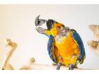 Max B., Macaw For Adoption In Elizabeth, Colorado