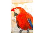 Rainbow, Macaw For Adoption In Elizabeth, Colorado