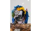 Roxie, Macaw For Adoption In Elizabeth, Colorado