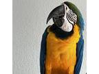 Topaz, Macaw For Adoption In Elizabeth, Colorado