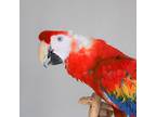 Natasha, Macaw For Adoption In Elizabeth, Colorado