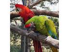 Noah, Macaw For Adoption In Elizabeth, Colorado