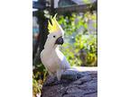 Sydney, Cockatoo For Adoption In Elizabeth, Colorado