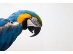 Baxter, Macaw For Adoption In Elizabeth, Colorado