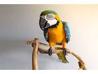 Bob, Macaw For Adoption In Elizabeth, Colorado