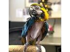 Samantha, Macaw For Adoption In Elizabeth, Colorado