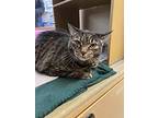 Missy, Domestic Shorthair For Adoption In Randolph, New Jersey