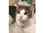 Oscar, Domestic Shorthair For Adoption In North Brunswick, New Jersey