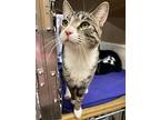 Austin, Domestic Shorthair For Adoption In Randolph, New Jersey