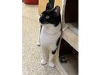 Ralphie, Domestic Shorthair For Adoption In Randolph, New Jersey