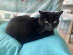 Clawdia, Domestic Shorthair For Adoption In Bothell, Washington