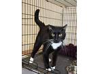 Grinchy, Domestic Shorthair For Adoption In Smithers, British Columbia