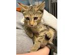 Enith, American Shorthair For Adoption In Heathsville, Virginia