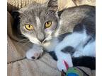 Splashy, Domestic Shorthair For Adoption In Hawthorn Woods, Illinois