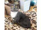 Mr. Whiskers, Domestic Shorthair For Adoption In Hawthorn Woods, Illinois