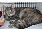 Thalia, Domestic Shorthair For Adoption In Youngtown, Arizona