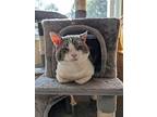 Clyde, Domestic Shorthair For Adoption In Tampa, Florida