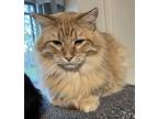 Shredder, Domestic Longhair For Adoption In Independence, Missouri