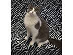 Pinkie, Domestic Mediumhair For Adoption In Youngtown, Arizona