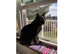 Jack, Domestic Shorthair For Adoption In Mount Airy, Maryland