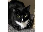 Igor, Domestic Shorthair For Adoption In Independence, Missouri