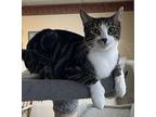 Woody, Domestic Shorthair For Adoption In Independence, Missouri