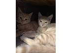 Wesley & Bacon, Domestic Shorthair For Adoption In Walnut, California