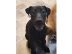 Jazzy, Labrador Retriever For Adoption In Helotes, Texas