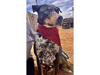 Anonymous, Doberman Pinscher For Adoption In Lubbock, Texas