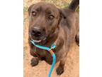 Primose, Labrador Retriever For Adoption In Lubbock, Texas