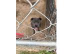 Honalulu, American Pit Bull Terrier For Adoption In Lubbock, Texas