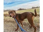 Sugar, Labrador Retriever For Adoption In Mt. Vernon, Indiana