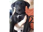 Jolly Jake, Retriever (unknown Type) For Adoption In Helotes, Texas