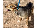 Chevy, Terrier (unknown Type, Medium) For Adoption In Lubbock, Texas