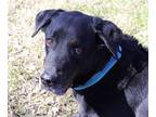 Buddy King, Labrador Retriever For Adoption In Helotes, Texas