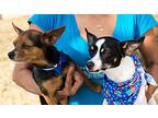 Micah And Pedro, Rat Terrier For Adoption In Helotes, Texas