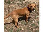 Hunter, Retriever (unknown Type) For Adoption In Helotes, Texas