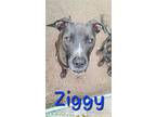Ziggy Mr Cuddles, Labrador Retriever For Adoption In Helotes, Texas