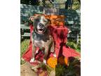 Goatsy, American Staffordshire Terrier For Adoption In Helotes, Texas