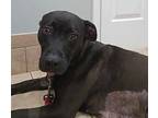 Tiana A047193, Labrador Retriever For Adoption In Sharpsburg, Georgia