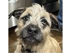 Huckleberry, Border Terrier For Adoption In Independence, Missouri
