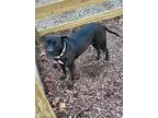 Xena A046063, Staffordshire Bull Terrier For Adoption In Sharpsburg, Georgia