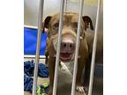 Chico, American Staffordshire Terrier For Adoption In Mt. Vernon, Indiana