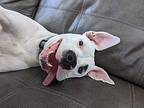 Dot, American Pit Bull Terrier For Adoption In Casselman, Ontario
