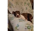 Remy, American Pit Bull Terrier For Adoption In Mt. Vernon, Indiana